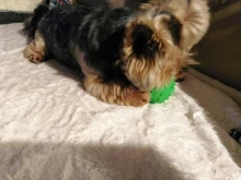 Elasticity Pet Dog Toy Interactive Dog Chew Toy For Dog Tooth Cleaning Ball Food Dispenser