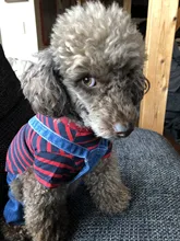 Jeans Clothing Jacket Coat Dog-Costume Puppy Dogs Small Denim Pet Medium for Chihuahua