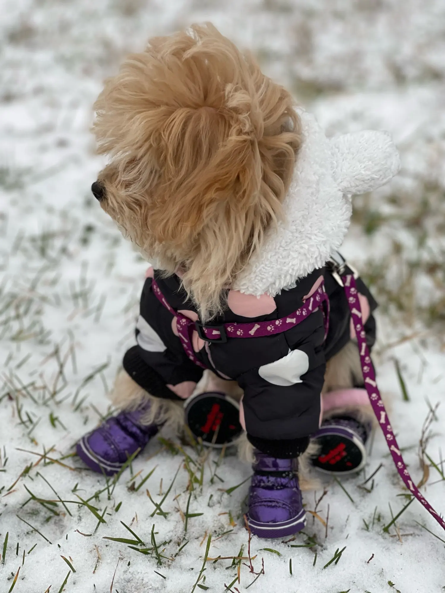 Dog Leather Shoes | Small Dog Shoes | Dog Winter Shoes photo review