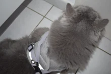 Conjunto de arnés y correa reflectante de seguridad para perros pequeños y medianos, arnés para gato, chaleco, correa de pecho para cachorro, Bulldog, Chihuahua