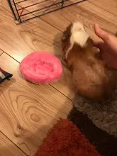 Cage-Mat Pig-Bed Hamster Guinea Pet-Sleeping Small Animal Fleece Winter Dog Soft 5colors