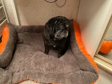 Cama de algodón para perros y gatos de diferentes tamaños, nido de lana suave, impermeable para mascotas domésticas, de 8 colores cálidos y acogedores, de tamaños (S-3XL), de otoño e invierno