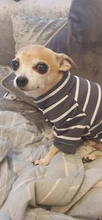 Pyjama Clothing Dog-Puppy-Jumpsuit Sleepingwear Warm Dogs Yorkshir-35 for Small Cat Medium