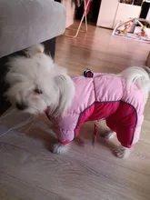 Coat Jacket Puppy Pet-Dog French Bulldog Small Dogs Waterproof Winter Super Cotton 