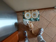 Cuenco de cerámica individual y doble para comida de cachorros, gatos y perros, con marco de madera, suministros para mascotas, plato de alimentación