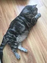 20 unids/lote tapones para uñas de gato, garra suave de gato, XS,S ,M,L con pegamento gratis