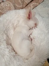 FortyLions-Cama larga de felpa para perros y gatos, cojín largo de felpa super suave y esponjoso para mascotas, cómoda para casa