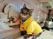 Etiqueta de identificación de Gato de acero inoxidable para mascotas, etiquetas de nombres de mascotas, Collar para gatos, accesorios con teléfono, sexo y etiquetas de nombres, grabado gratis