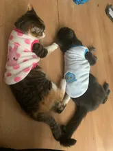 Ropa de invierno para Gato, ropa para gatos, abrigo de gatito, chaqueta, disfraces de gato de dibujos animados, ropa de lana cálida para gatos y perros, Sphynx