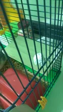 Soporte de madera plataforma juguetes pájaros mascotas estante para el loro hámster perchas pata molienda jaula limpia accesorios para jerbos ratones juguetes de madera
