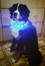 Collares de luz LED para perros de compañía, collares luminosos recargables y parpadeantes para perros de noche, Collar luminoso USB, decoración para el cuello que brillan en la oscuridad
