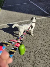 Collar de nailon personalizado para perros pequeños, medianos y grandes, con estampado colorido, correa para caminar