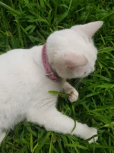 Personalized Dog Collar Leather Rhinestone Bling Charms Custom Pet Dogs Cat Name