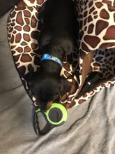 Lead Extending Pet-Products Dog-Leash Dogs Retractable Small Running Walking for Medium