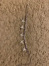 Tobillera de mariposa para mujer, cadena de tenis con diamantes de imitación, joyería para pie, tobillera de playa para verano