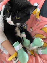 Bath-Shoes Boots Pet-Supplies Paw-Protector Nails Washing Anti-Scratch Cat-Feet-Set Cut