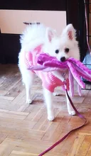 Juguete de peluche suave con 8 patas de pulpo para perros, juguete interactivo para jugar al aire libre, con sonido sonoro, juguete dental para masticar