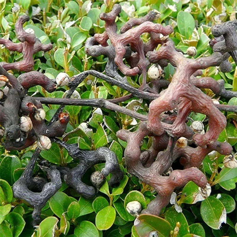 Cemena 5S + Geschenk Zaden AliExpress