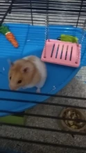 Shake-Suspension-Toy Hamster Swing Entertainment-Eexercise-Toys Parrot Small Cute Pet-Products