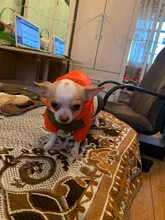 Outfit Jacket Hoodie Dog Warm Waterproof Winter Coat Splice Pet-Puppy 6-Colours 8-Sizes