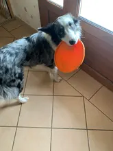 Mordedores de juguete para perros, discos voladores interactivos de goma suave, resistente a mordeduras, productos para entrenamiento de mascotas, 1 unidad