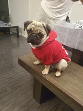 Sudadera con capucha para Perro, Ropa de invierno para mascotas, abrigo, Chaqueta de algodón, Ropa para Bulldog Francés
