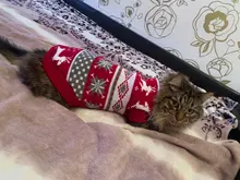 Pullover Pet-Clothing Puppy-Jacket Cat-Dog-Sweater Christmas Winter for Small Dogs Chihuahua