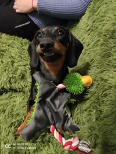 Encantador suministro de mascotas lindo Papa pato perro de peluche de juguete con cuerda de juguetes para perro nuevo