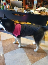 Chaleco impermeable para perros grandes y pequeños, abrigo cálido de invierno para cachorros, ropa para mascotas, 4XL, 5XL, nuevo
