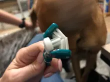 Pet-Toothbrush Addition Dog-Cat-Cleaning-Supplies Three-Heads Teddy Teeth-Care Bad-Breath