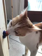 Bola de azúcar para gatos, Snacks de comida sólida para gatos, juguete de comida con hierba gatera Natural y ventosa