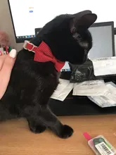 Encantador Collar de perro ajustable resistente al desgaste de Nylon Arco-Diseño de nudo Collar para mascota para la vida diaria gato ajustable Collar