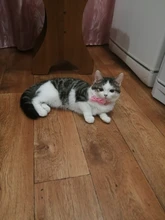 Collar de nailon con lazo para perro y gato, para mascota, con lazo, Color caramelo, 1 unidad