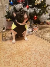 Vest Jacket Pets-Clothing Pug-Coat Puppy Dogs French Bulldog Waterproof Small Winter