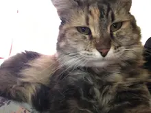 Pelo de mascota cortador de nudos perro cepillado y caída de pelo herramientas Gato del pelo del cepillo del peine de doble cara productos para mascotas