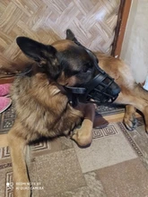 Mascarilla antiladridos para perros, máscara de silicona para evitar morder, con ventilación