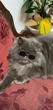 Gafas de sol para perros medianos y grandes, lentes de sol de moda para gatos, accesorios para fotos de Navidad, accesorios para mascotas