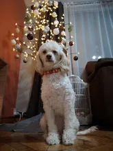 DIY Bling Personalized Dog Collar Rhinestones Leather Free Name Small Medium Pet