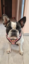 Arnés de Mascota para Bulldog Francés, correas pequeñas y medianas para perros, chaleco de cachorro francés, correa de plomo para perro que camina, productos para mascotas