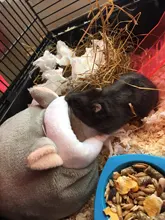 Pet-Cage Nest Hamster-Accessories House Small Animal Rat/hedgehog Cotton for Winter Warm