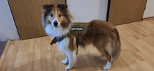 Dog-Harness Loop Dog-Molle-Vest Working Tactical with 2-Metal Buckle Hook Clip Handle