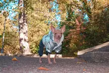 Jumpsuit Pet-Costumes Cotton-Padded Silver-Color Dogs Waterproof Winter Fashion for Hoodie