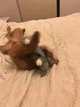 Plush-Toys Pet-Products Sound Dolls Duck Squeak Chew Fleece Funny Elephant Durability