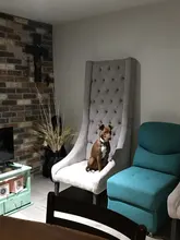 Pet-Nail-Grinder Scissors File Painless Rechargeable Grooming-Trimmer-Tools Electric