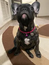 Dog-Collar Engraved Name-Tag Braided Dog Puppy Dogs Small Personalized Free-Bell 