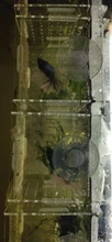 Production-Box Aquarium-Box Isolation-Net Tropical-Fish-Breeding-Box Fish-Tank Acrylic