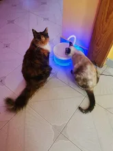 Fuente de Gato de 2L con luz azul, dispensador de agua automático alimentado por USB, alimentador de gatos, filtro de bebida para gatos y perros, proveedor de mascotas