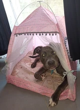 Pet-Bed Hammock Tent Nest Pet-Accessories Cozy-Products Cat-House Calming Dogs Small