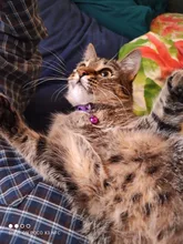 Cat-Collar Bell Pet-Product Reflective Elastic Charm Velvet-Material Safety Adjustable