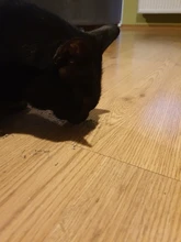 On-Toys Menthol Organic Premium Catmint Can-Be-Sprinkled And Pleasing